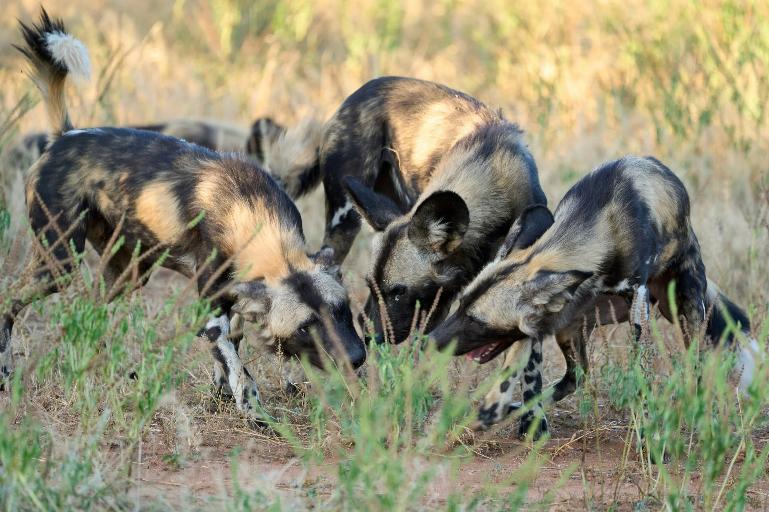 Los perros salvajes africanos coordinan sus actividades mediante el olfato, las vocalizaciones y un estrecho contacto social.