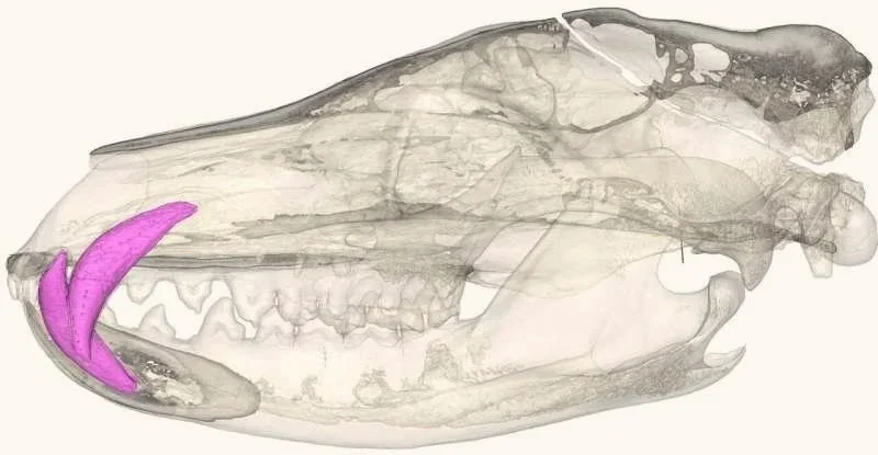 Reconstrucción digital de un cráneo de tilacino escaneado mediante tomografía, con los robustos caninos resaltados en rosa. Estas piezas habrían soportado los impactos de sus mordiscos rápidos y precisos.