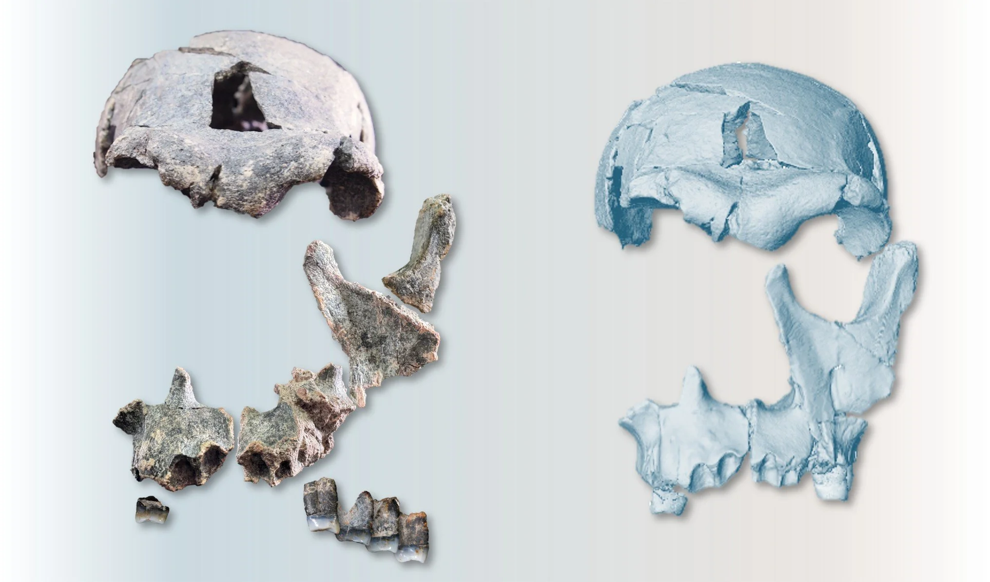 Fragmentos del rostro y los dientes de DAN5 fueron reconstruidos digitalmente para obtener el cráneo más completo de un ancestro humano de esta época en el Cuerno de África.