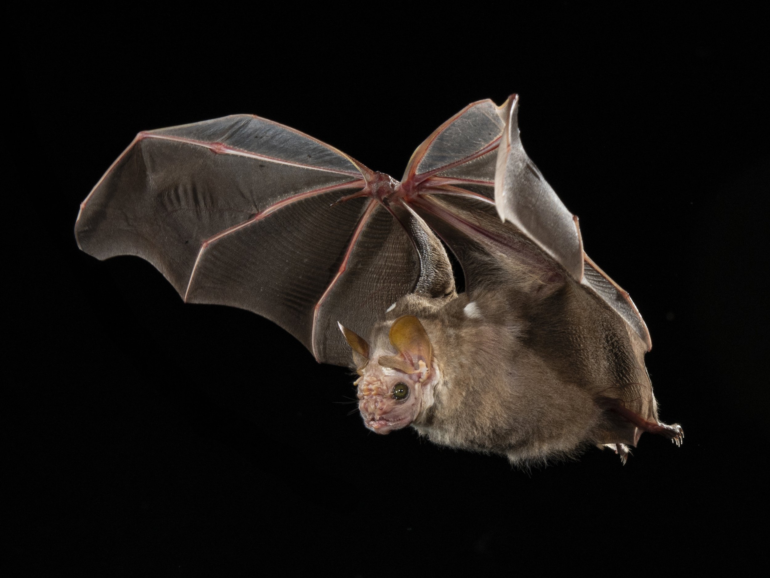 Centurio senex, conocido como murciélago de cara arrugada, en pleno vuelo.