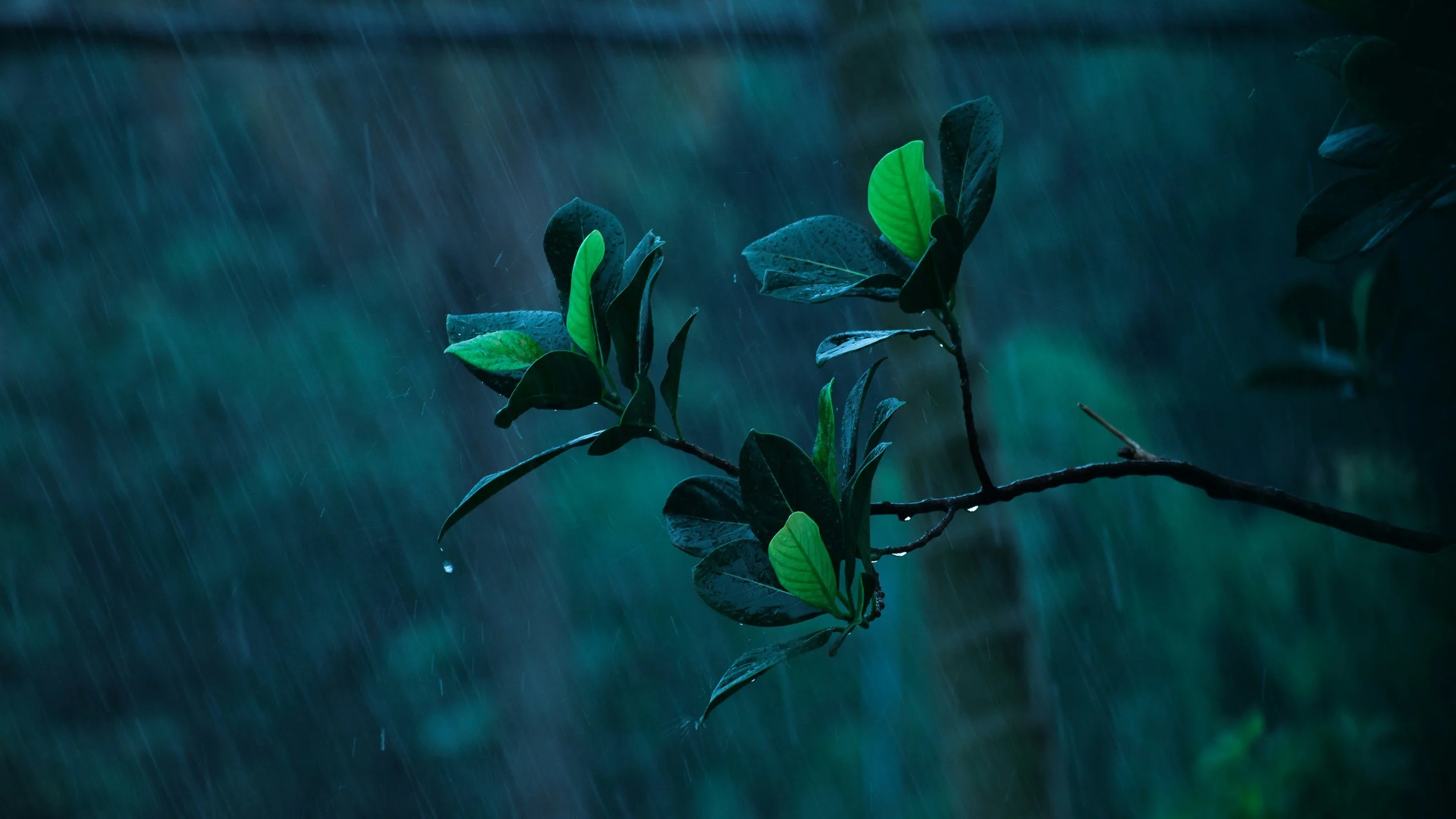 El impacto de las gotas de lluvia genera estímulos mecánicos que las plantas transforman en señales bioquímicas.
