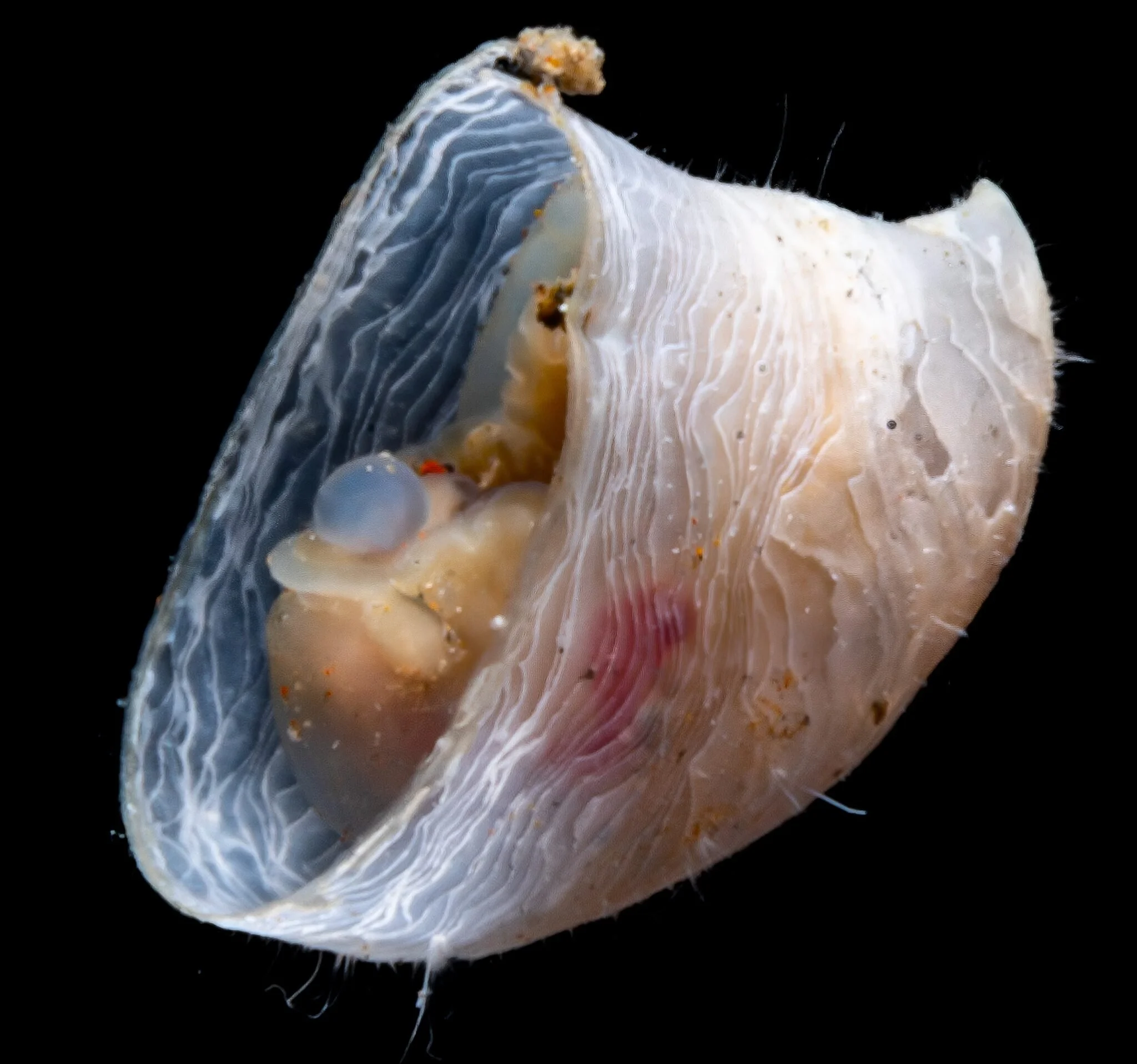 Esta lapa de aguas profundas, hallada a 3.053 metros de profundidad en el campo de fuentes hidrotermales Jøtul, prospera en algunos de los entornos más extremos del planeta.