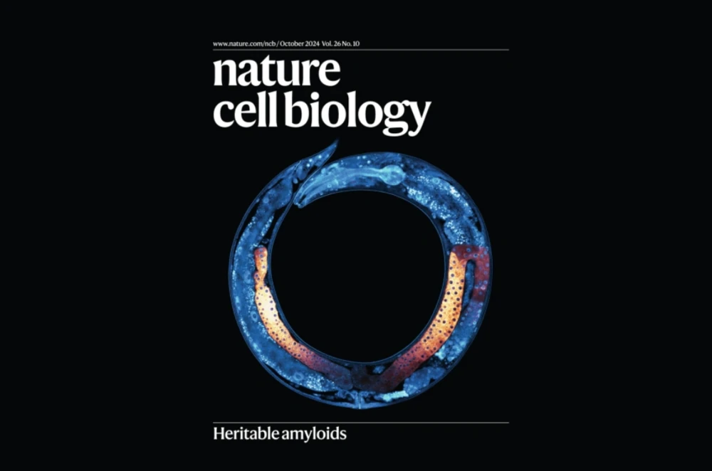 Los gusanos C. elegans usados en el estudio llegaron a la portada de la revista Nature Cell Biology.