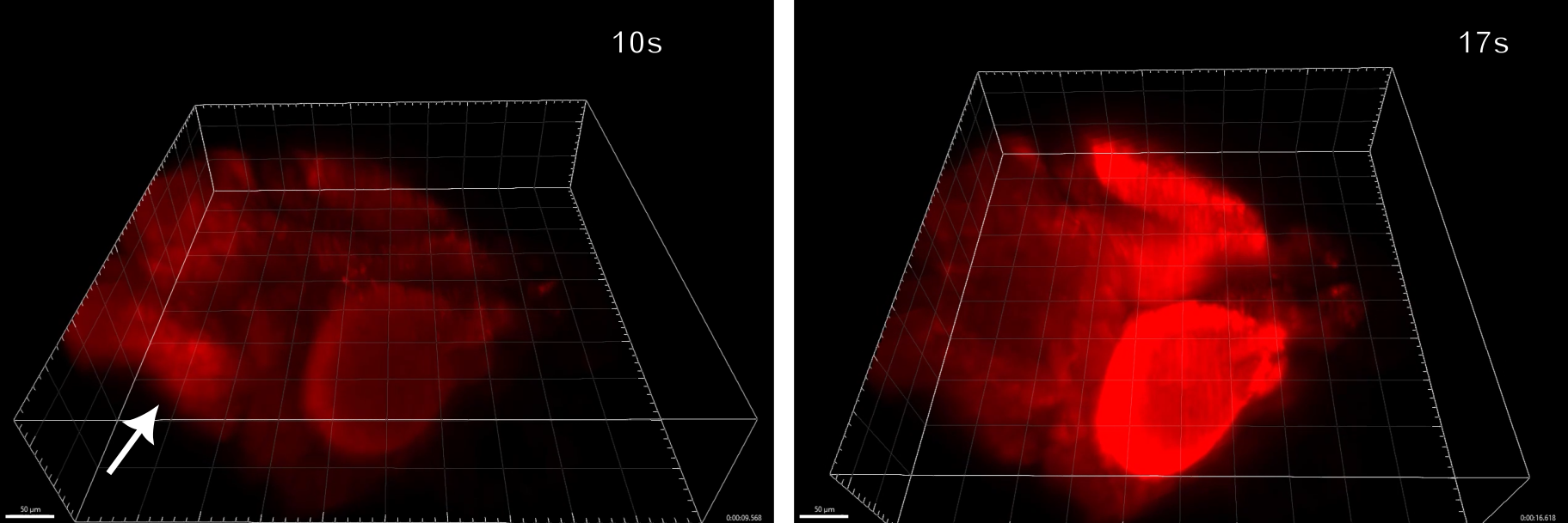 Secuencia 3D de una crisis epiléptica propagándose por el cerebro de una larva de pez cebra.