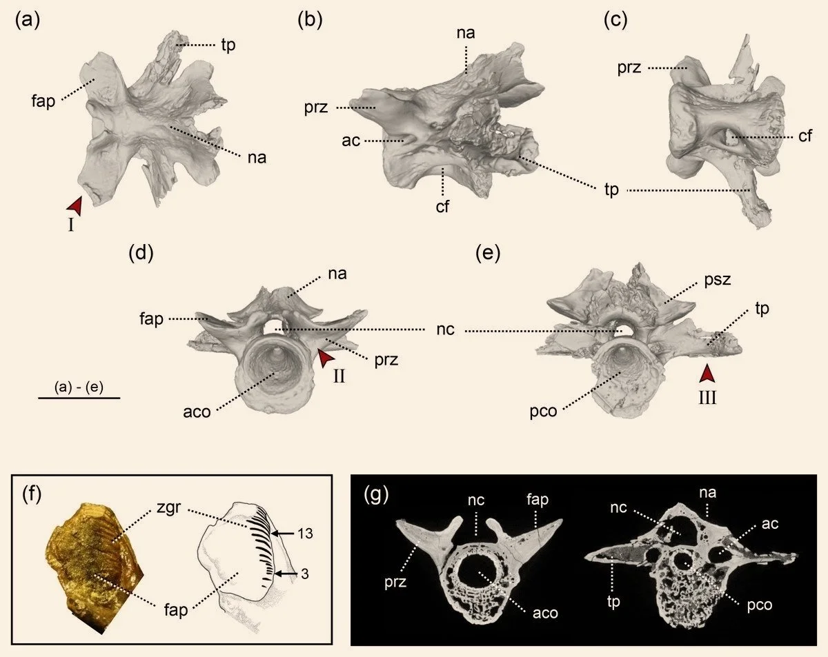 El holotipo de Limnospondylus ajimuensis, la nueva salamandra gigante descrita a partir de tres vértebras fósiles halladas en Japón. Las imágenes muestran el principal fósil desde distintos ángulos.