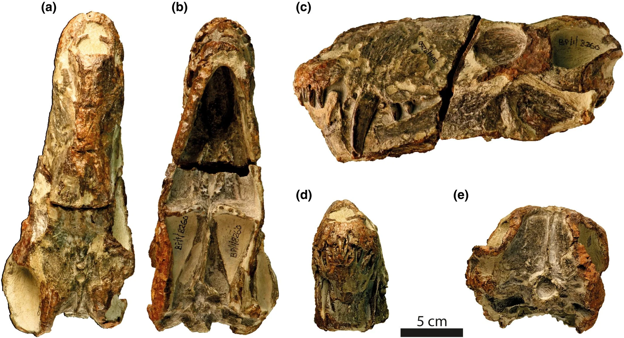 Cráneo fósil del ejemplar BP/1/8260 de Jirahgorgon ceto, visto desde diferentes ángulos (superior, inferior, lateral, frontal y posterior), que permite a los científicos reconstruir cómo era este antiguo depredador del Pérmico.