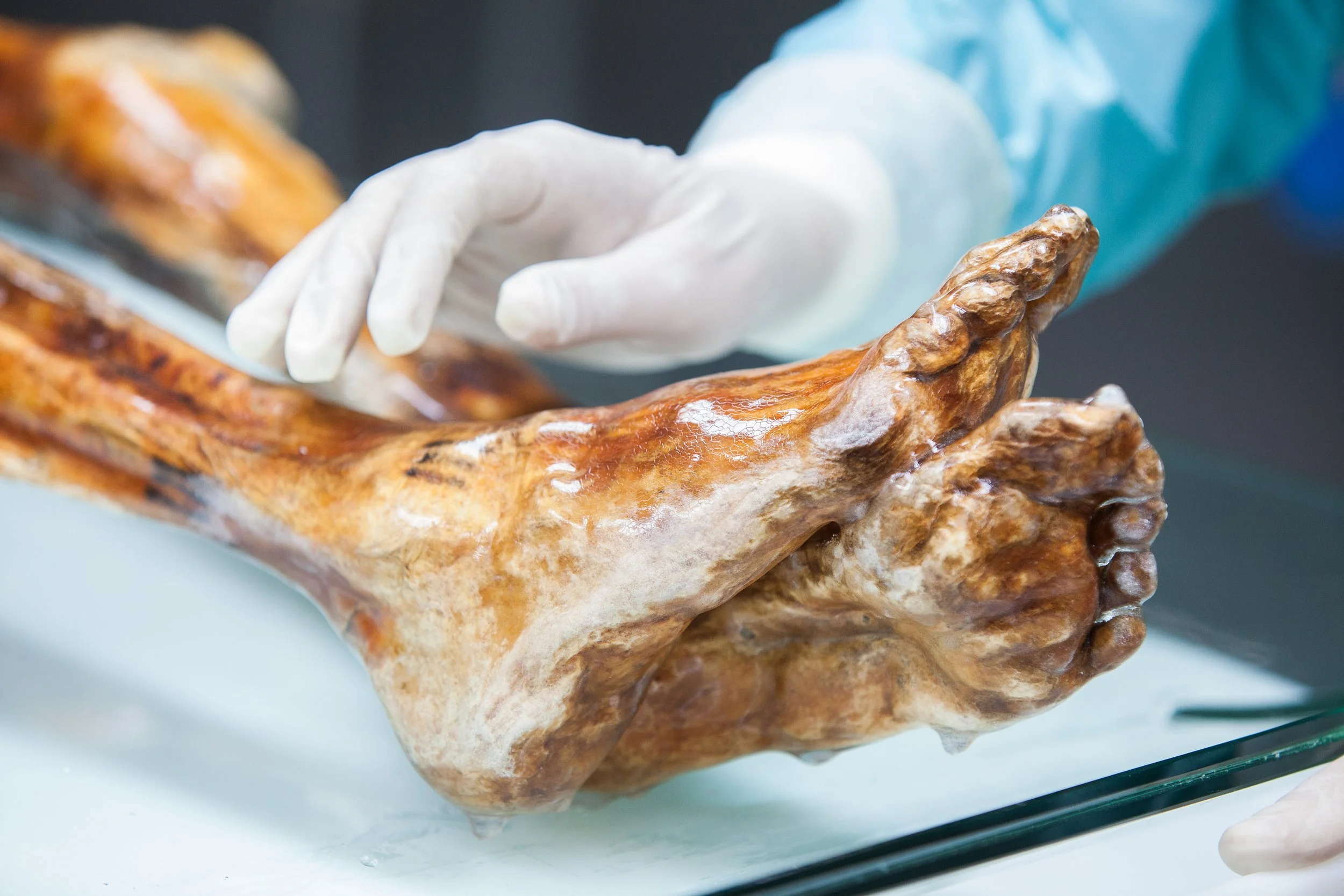Detalle de los pies momificados de Ötzi durante una intervención de conservación.
