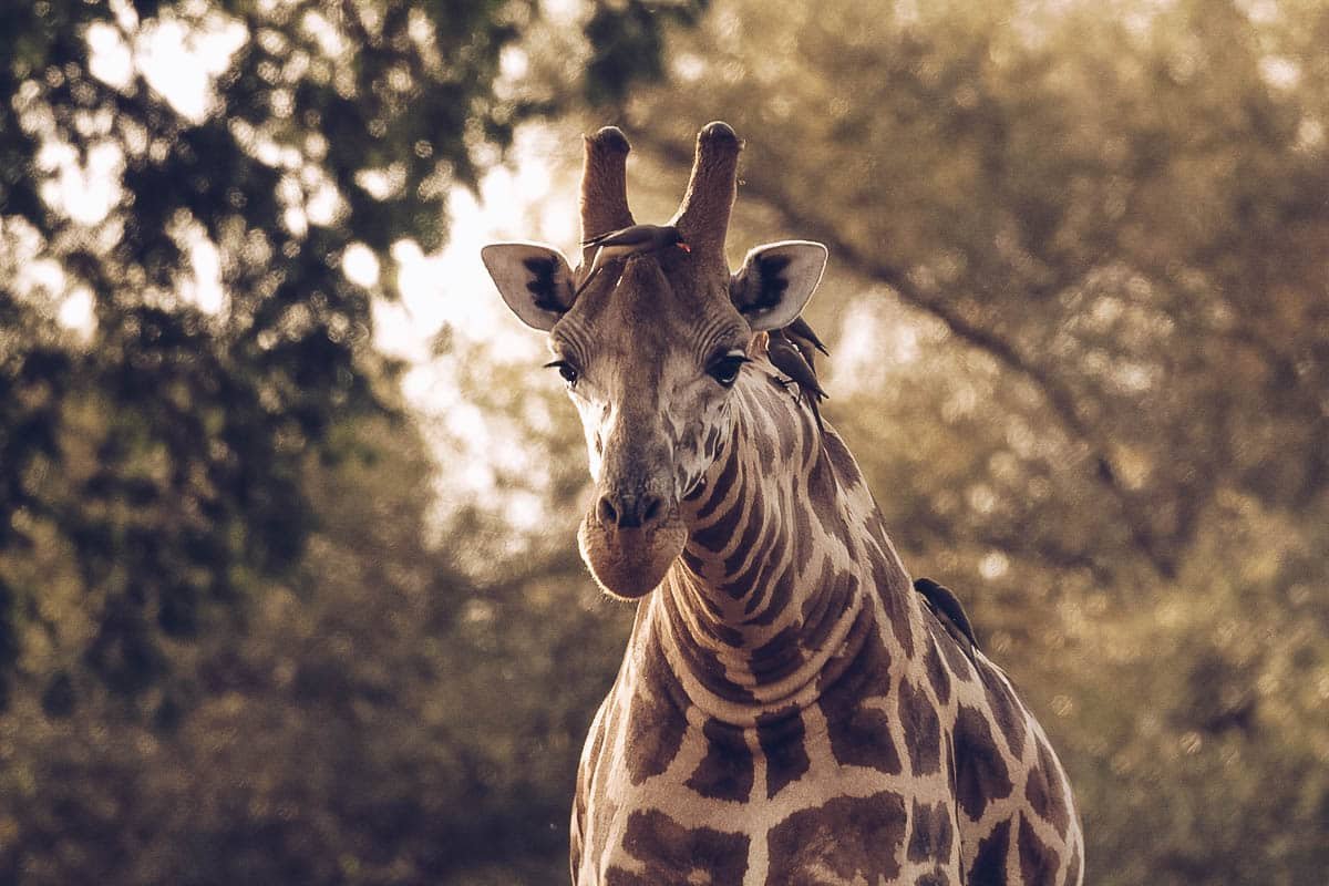 Kordofan giraffes face local extinction if poaching continues