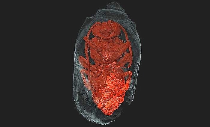 Bees from the time of the pharaohs found mummified