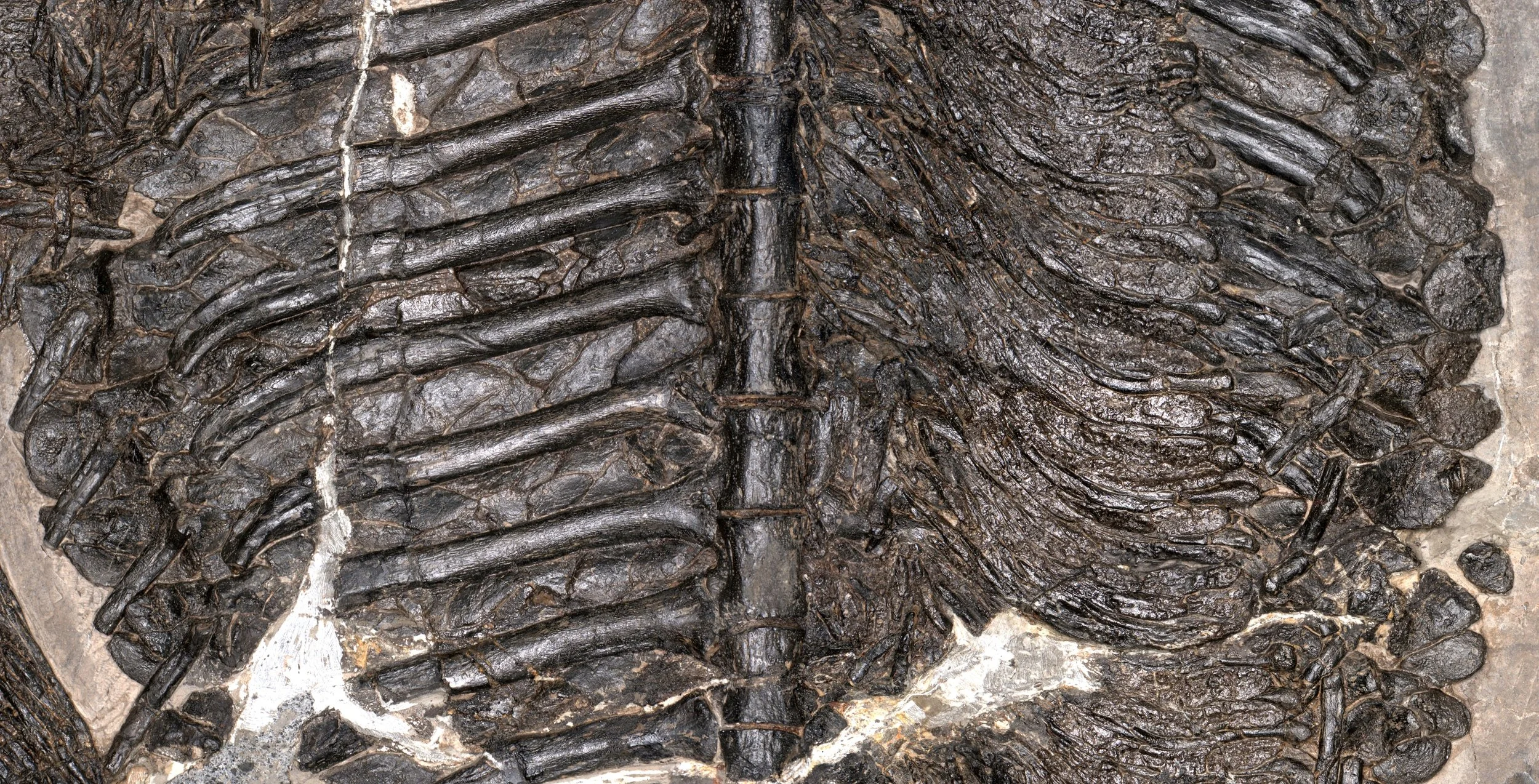 Detalle del tronco fosilizado del Gerrothorax maritimus, donde se aprecian la columna vertebral, las costillas y su característica armadura ósea.