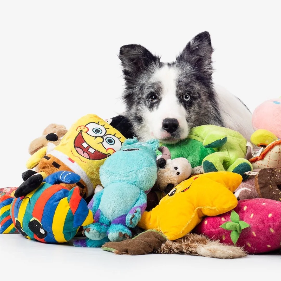 Algunos perros recuerdan palabras durante mucho tiempo