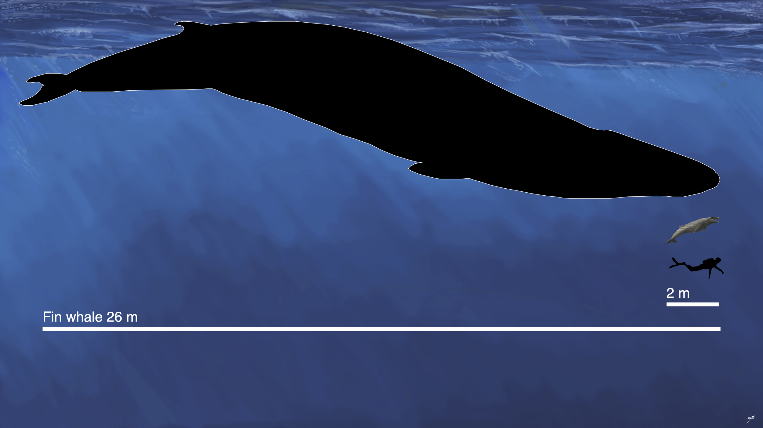Janjucetus dullardi body size comparison. Illustration - Ruairidh Duncan.png