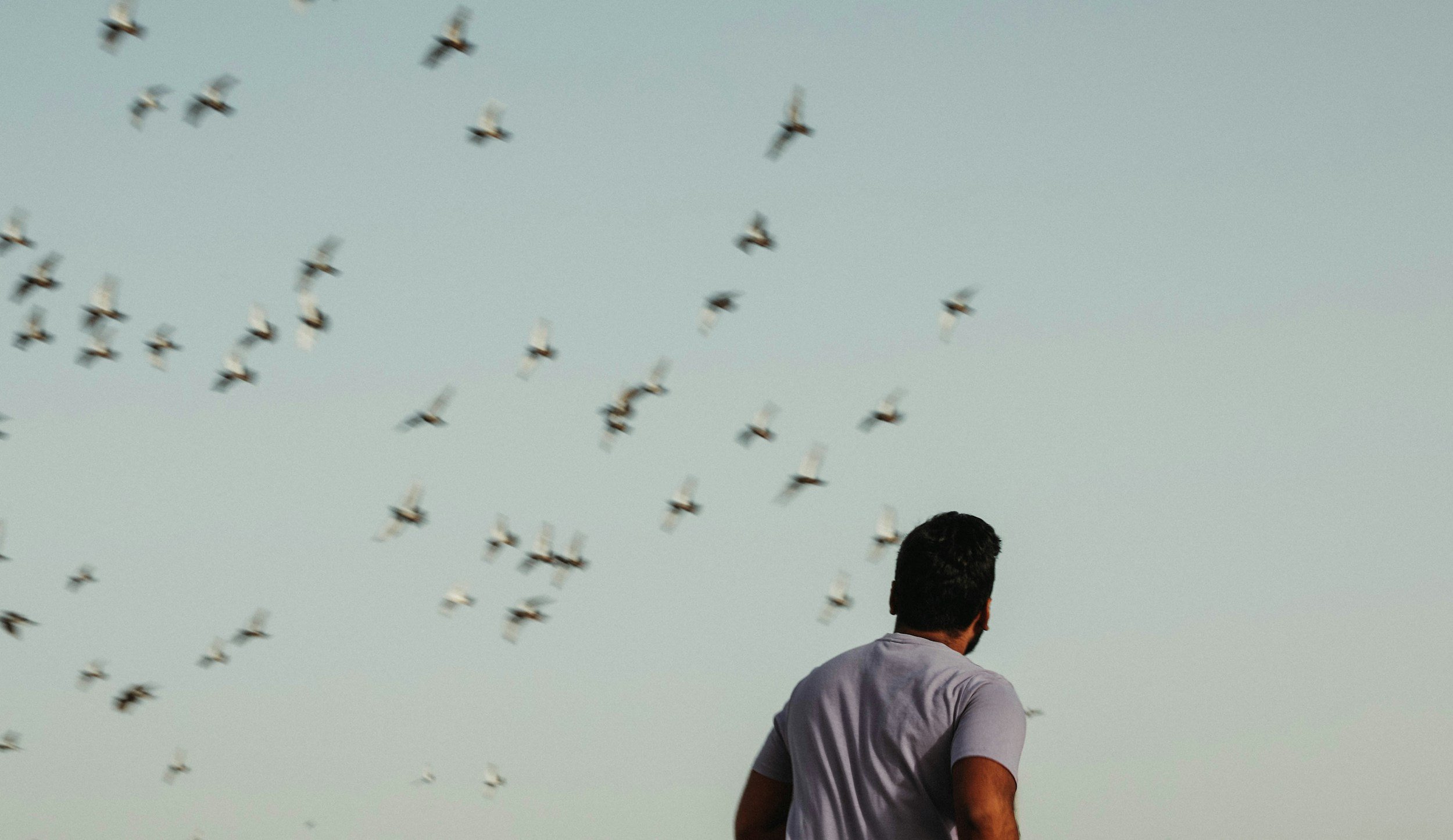 Una bandada de aves puede levantar el vuelo tras una señal errónea: en la naturaleza, como muestra la biología, los mensajes sociales pueden propagarse rápidamente y generar reacciones colectivas incluso cuando no existe una amenaza real.