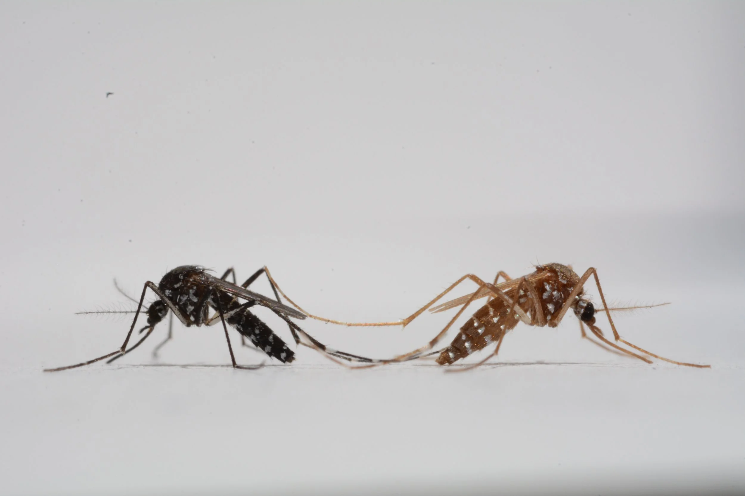 Mosquitos «codificados por colores»: el método genético que permite separar machos y hembras y revoluciona el control de enfermedades