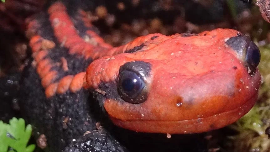 Los biólogos descubren nuevas especies a un ritmo récord, según un estudio global