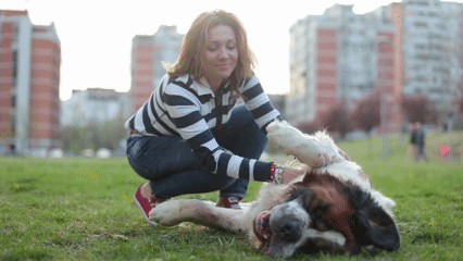 ¿Interpretamos mal las emociones de nuestros perros? La ciencia encuentra un efecto psicológico que puede afectar a su bienestar