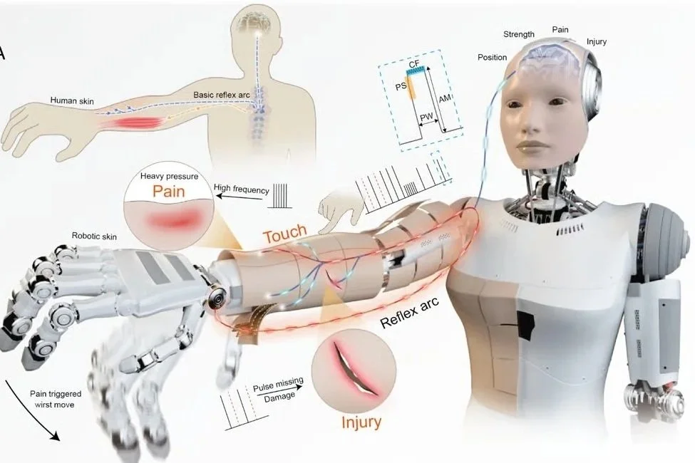 Qué es la nueva piel robótica que permite a los robots sentir dolor y reaccionar como humanos