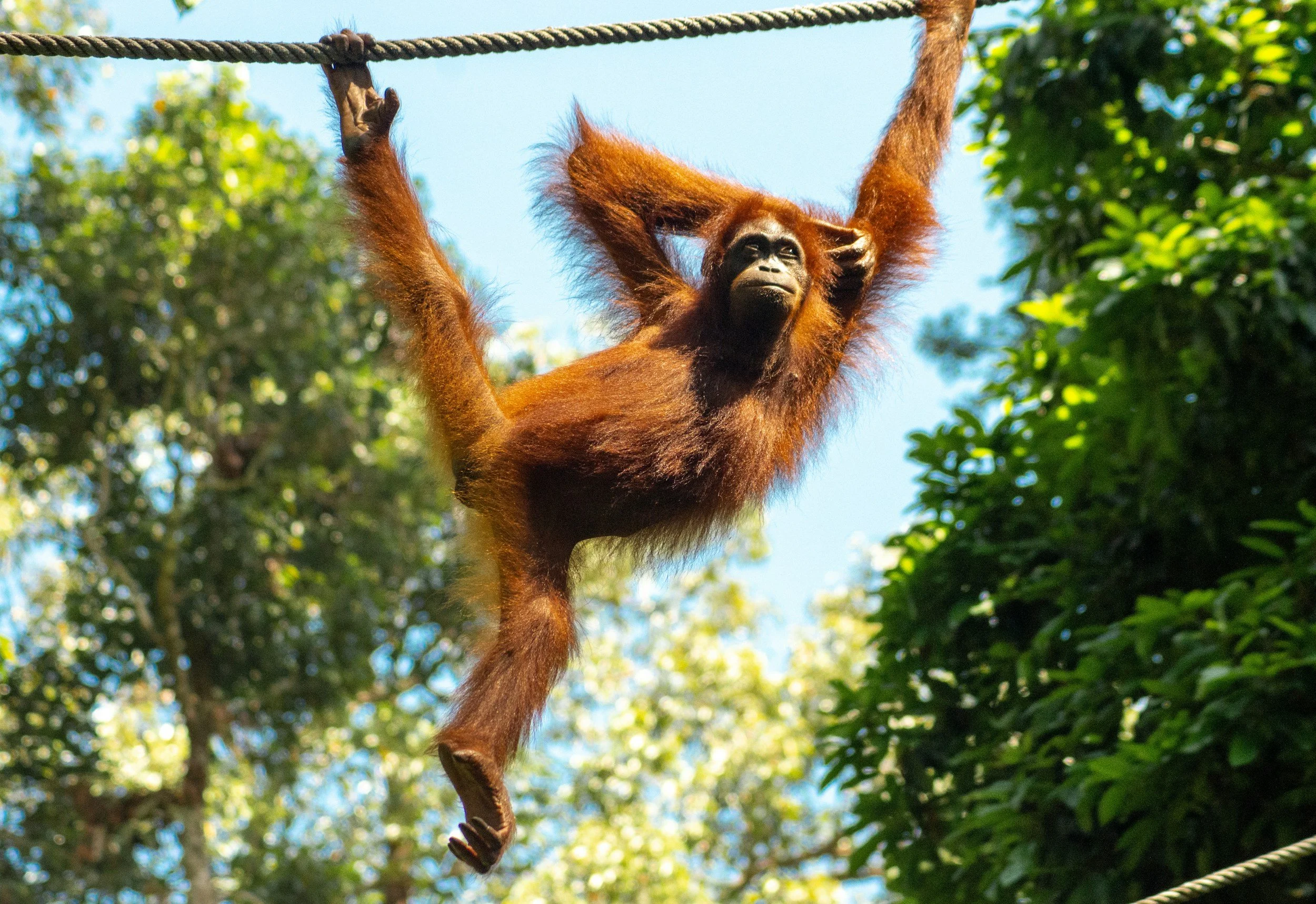 El orangután es uno de los pocos grandes simios con abundante feomelanina en el pelaje.