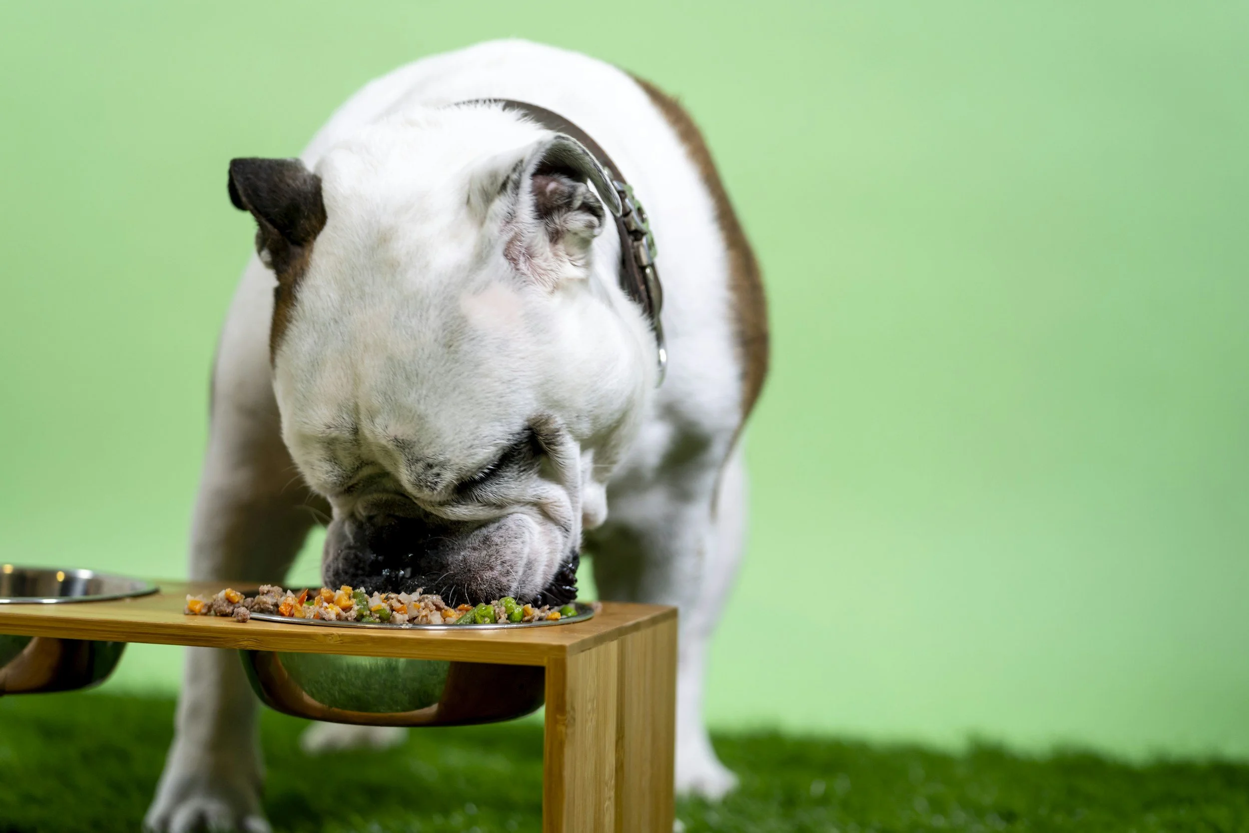 La alimentación de los perros, especialmente las dietas ricas en carne, puede generar una huella climática mayor que la dieta de sus propios dueños, según un estudio científico reciente.