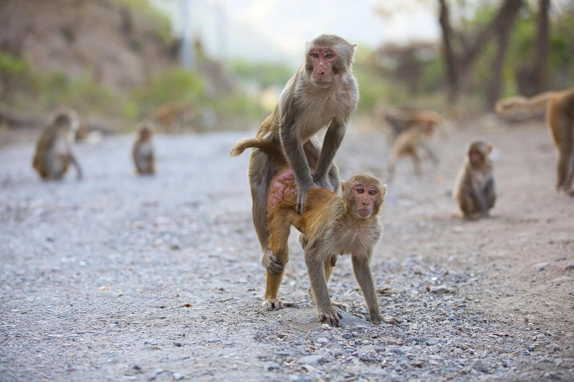 Por qué el sexo entre individuos del mismo sexo es común en primates: la ciencia explica su origen evolutivo y social