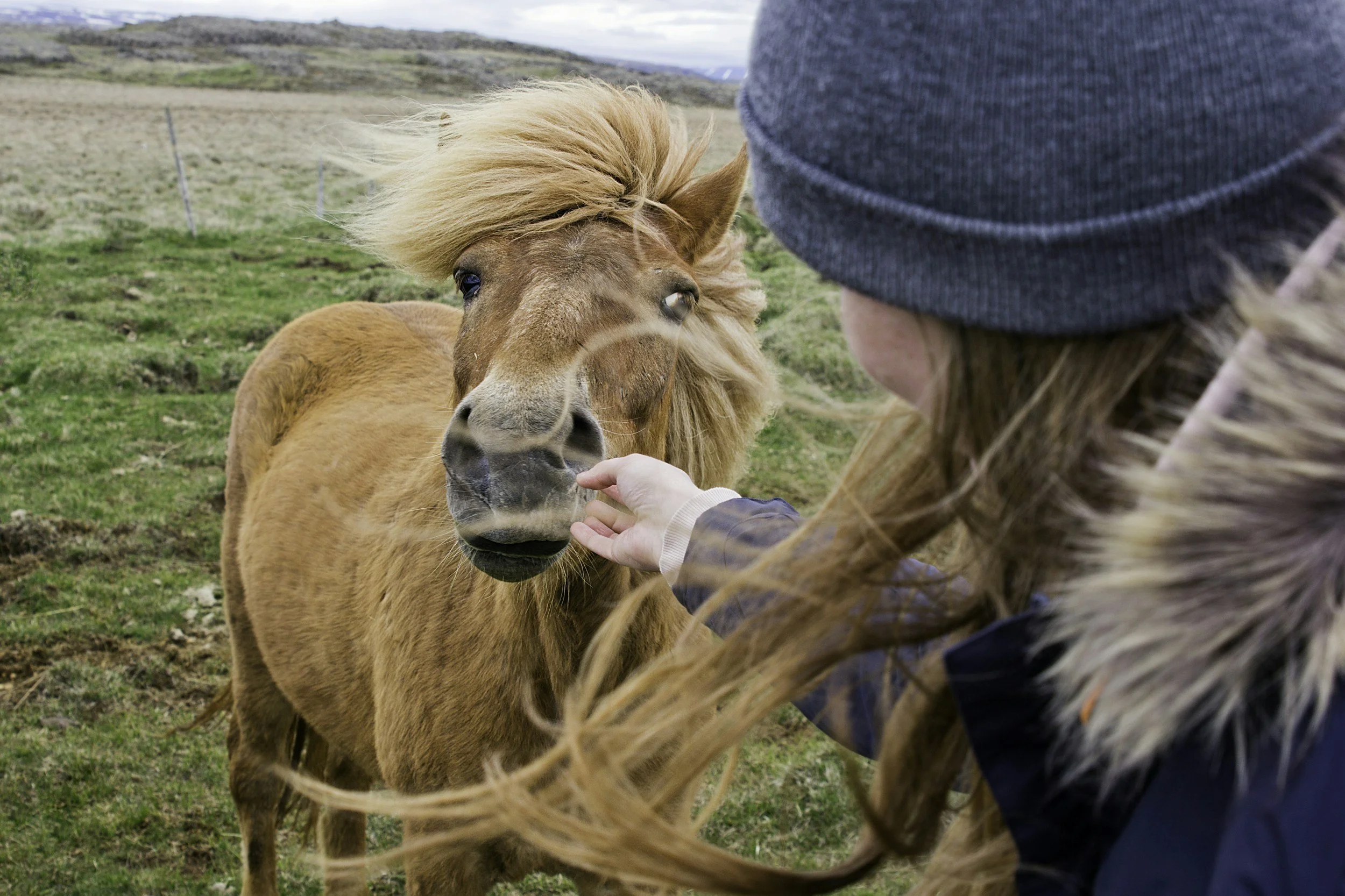 Los caballos pueden oler el miedo humano, según la ciencia