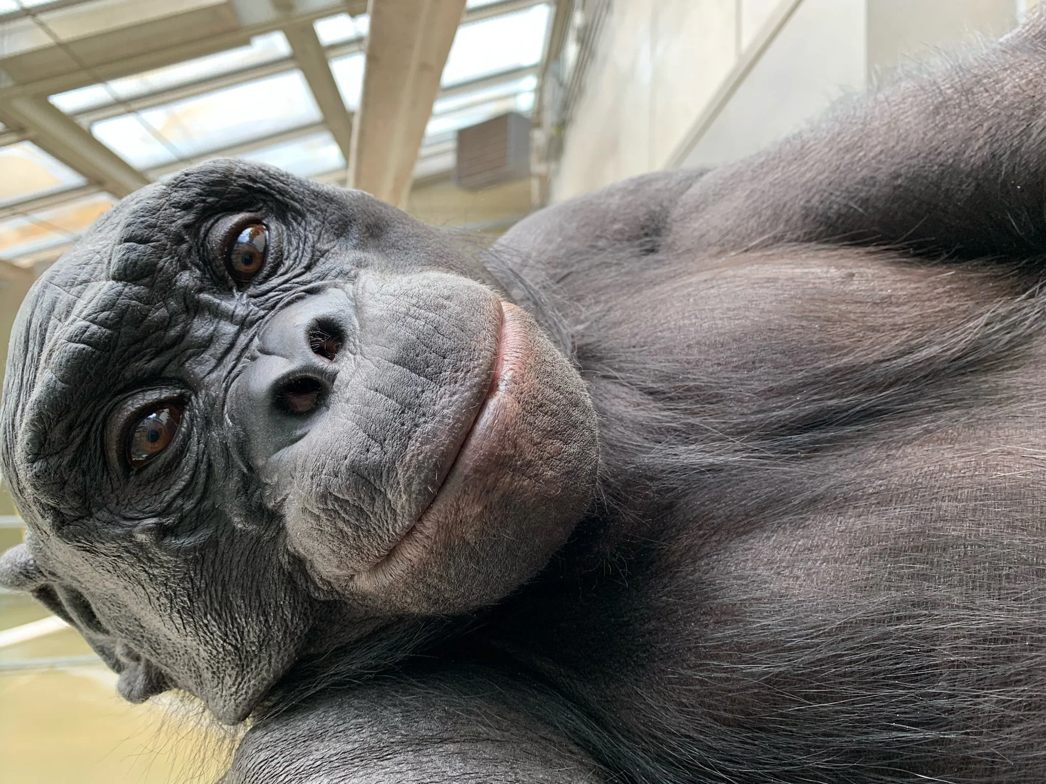 Kanzi, el bonobo que imagina: un experimento científico revela que la capacidad de fingir y seguir objetos inexistentes no es solo humana