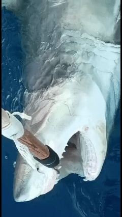 Tiburón blanco en España: un nuevo récord científico obliga a revisar 160 años de historia en el Mediterráneo