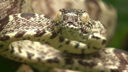 ¿Por qué tenemos tanto miedo a las serpientes? La ciencia sugiere que el rechazo se aprende en la infancia