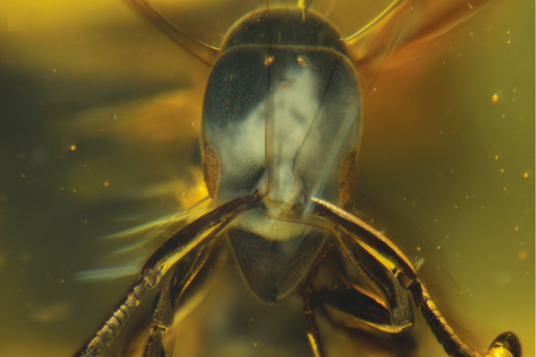 Una hormiga reina congelada en el tiempo: nueva especie de hormiga hallada en el ámbar dominicano