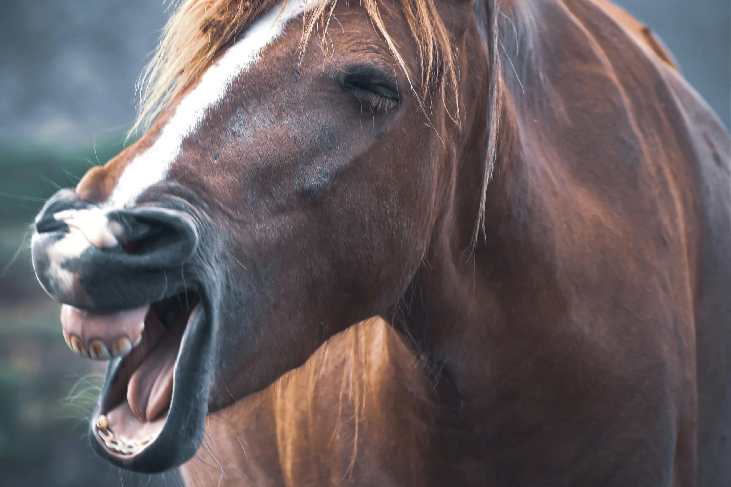 Cómo relinchan los caballos: el hallazgo científico que demuestra que cantan y silban al mismo tiempo