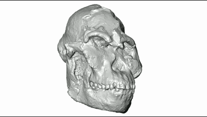 Reconstrucción en 3D del rostro de «Little Foot»: así era la cara del australopiteco más antiguo de Sudáfrica