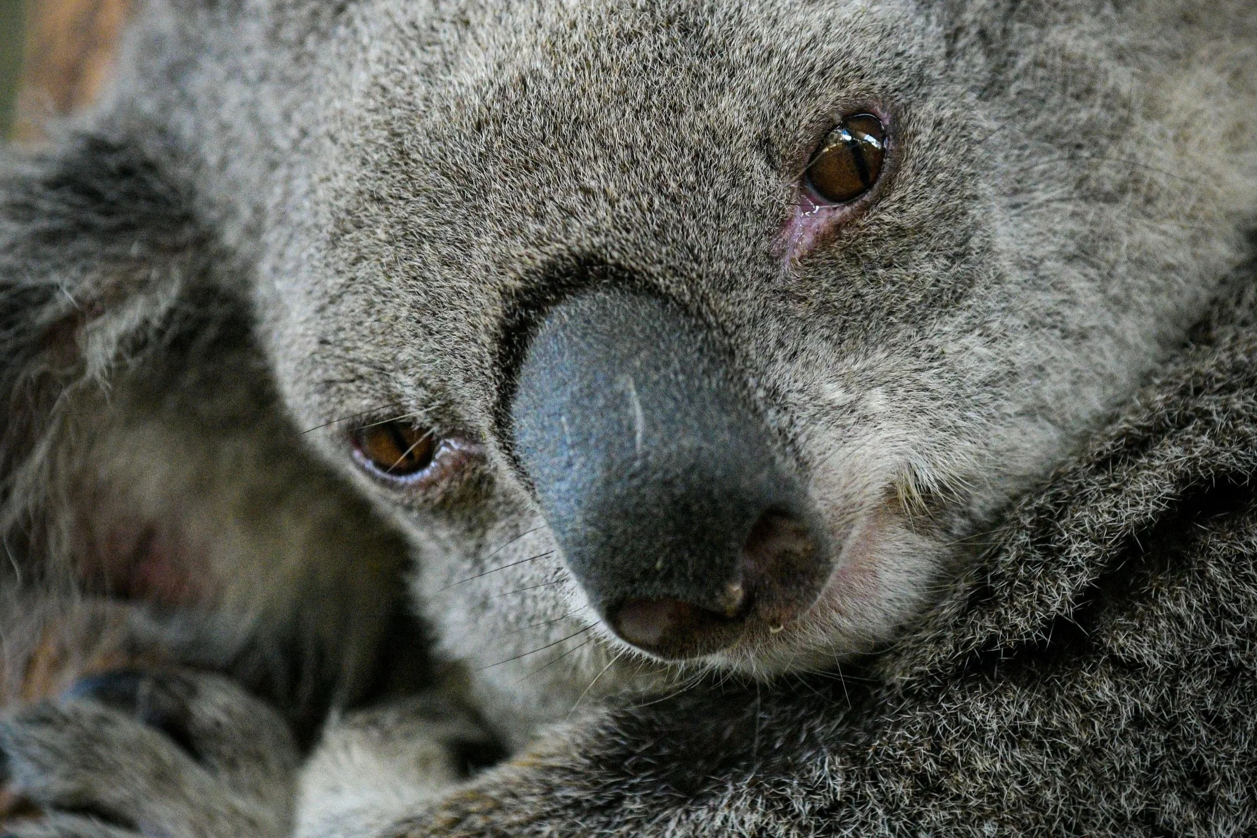 El genoma de los koalas cambia lo que sabemos sobre el riesgo genético de las especies en peligro de extinción