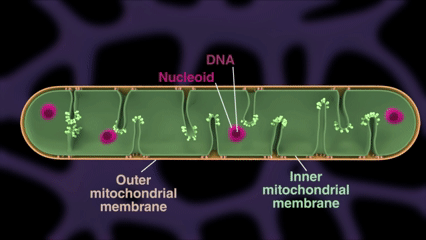 Cómo las mitocondrias organizan su «segundo genoma»: el mecanismo oculto que ordena el ADN mitocondrial