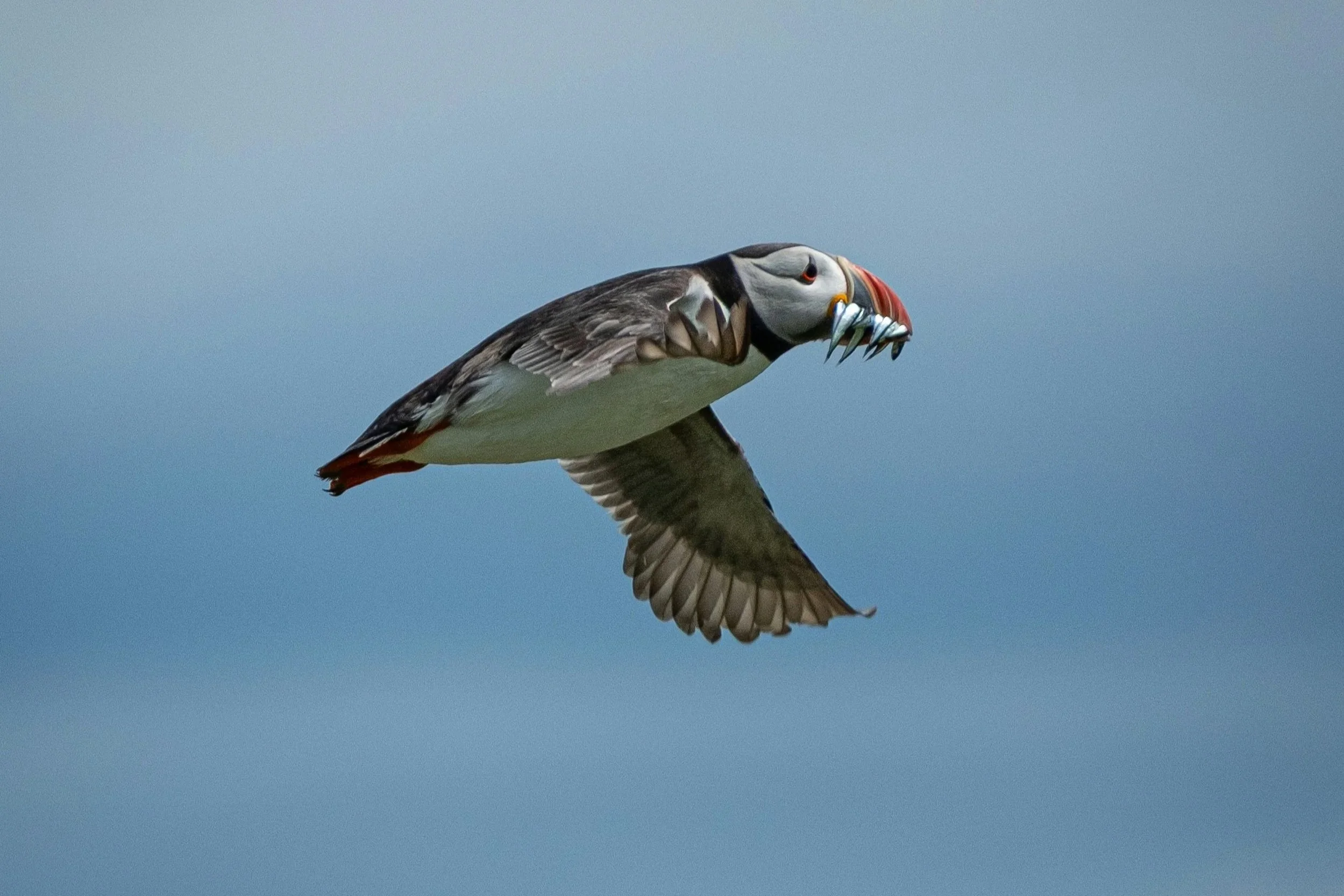 Las aves marinas dibujan el mapa global del mercurio en los océanos