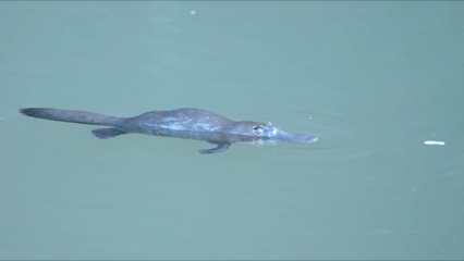 El ornitorrinco es aún más extraño de lo que pensábamos: zoólogos descubren una estructura única en su pelo