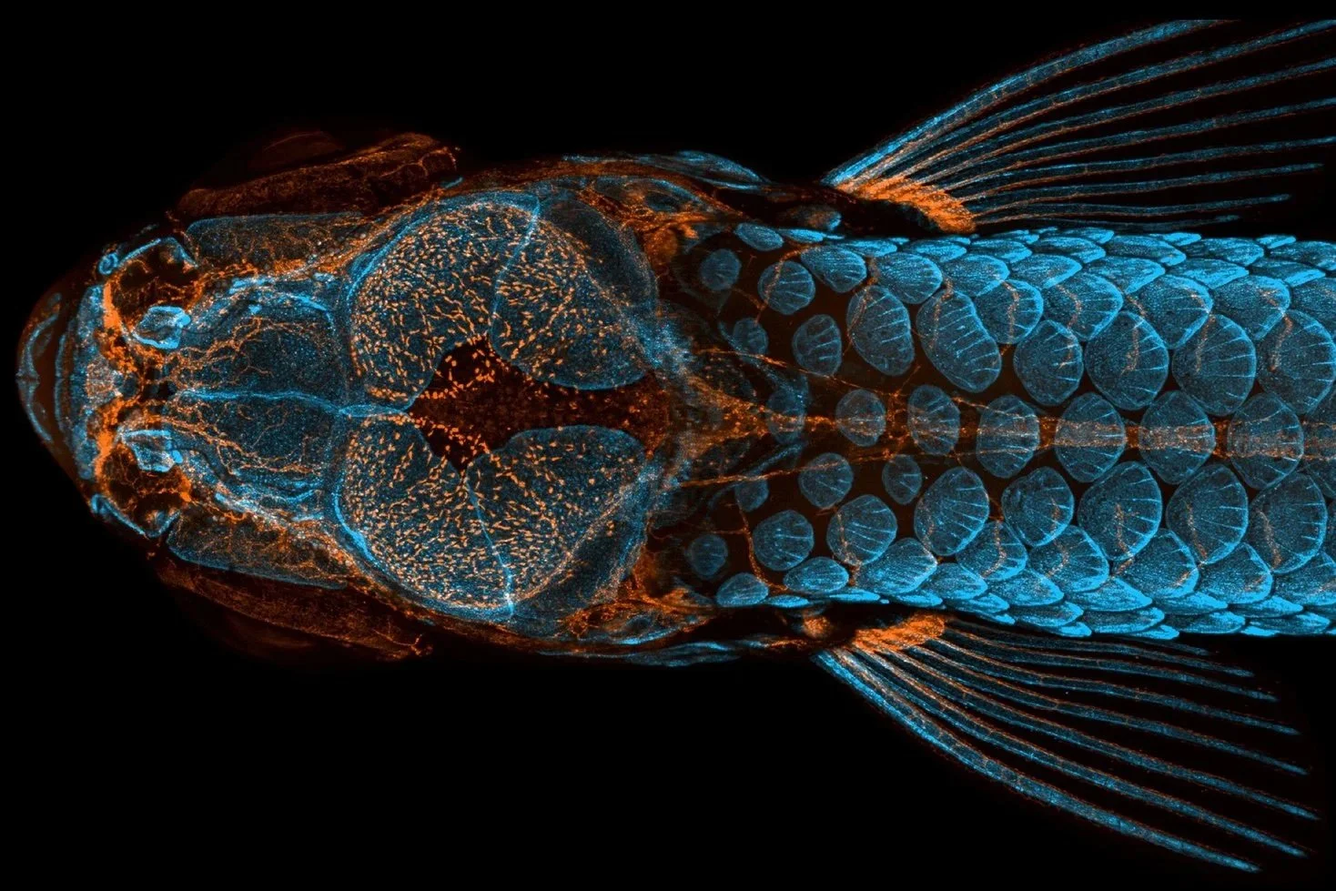 Un cráneo lleno de sorpresas: los secretos evolutivos del cerebro de los peces salen a la luz