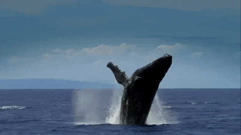 Confirmado: las ballenas jorobadas recorren más de 15.000 km para buscar pareja