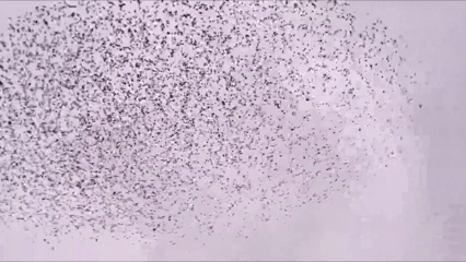 Por qué las aves desafían la tercera ley de Newton: una nueva teoría explica el comportamiento de las bandadas, las células y las multitudes