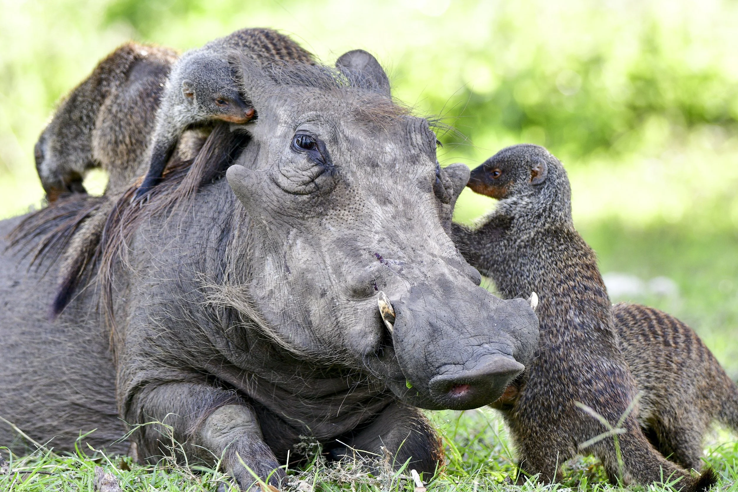 Cómo hablan los animales cuando necesitan ayudarse entre especies