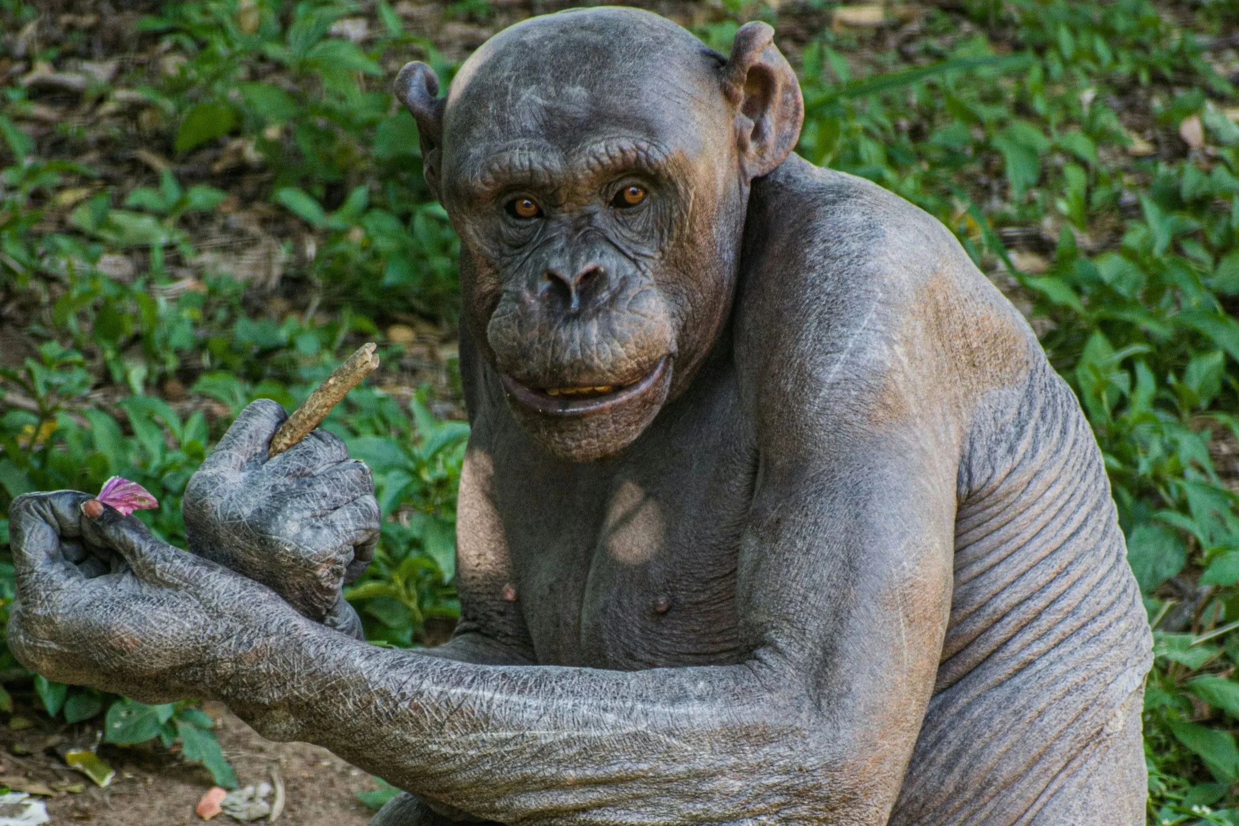 Los primates mantienen la misma tasa de envejecimiento desde hace 25 millones de años, según un estudio