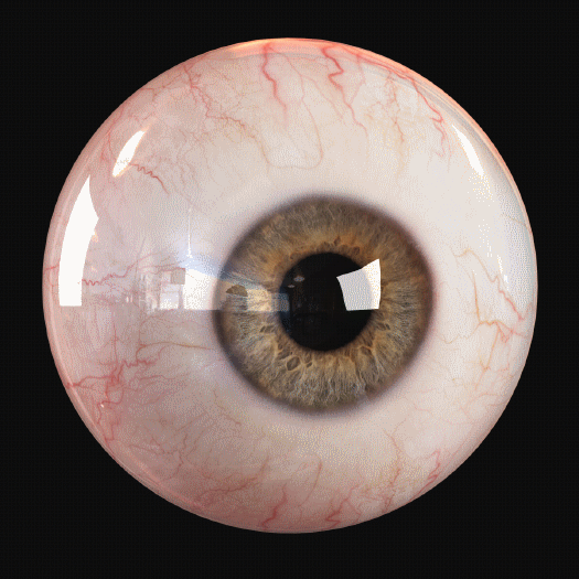 Científicos reaniman retinas humanas que vuelven a responder a la luz hasta 10 horas después de la muerte
