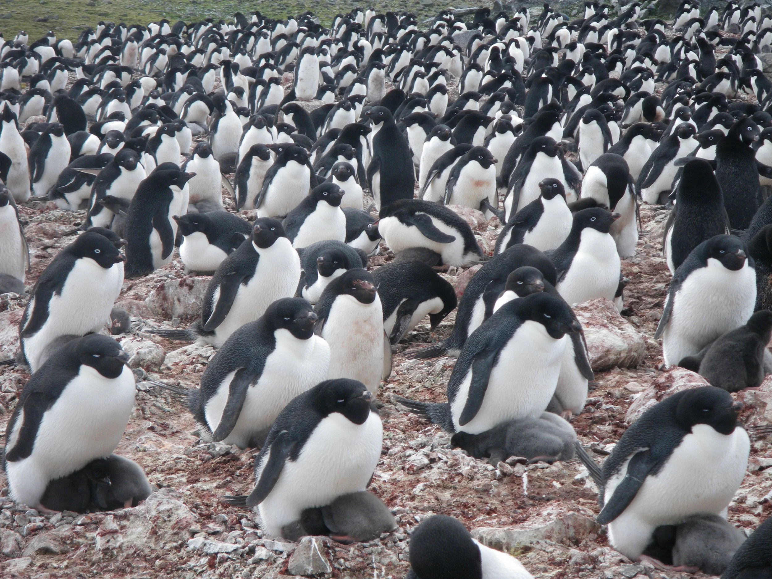 El color de los excrementos de los pingüinos revela desde el espacio cómo el cambio climático está transformando la Antártida