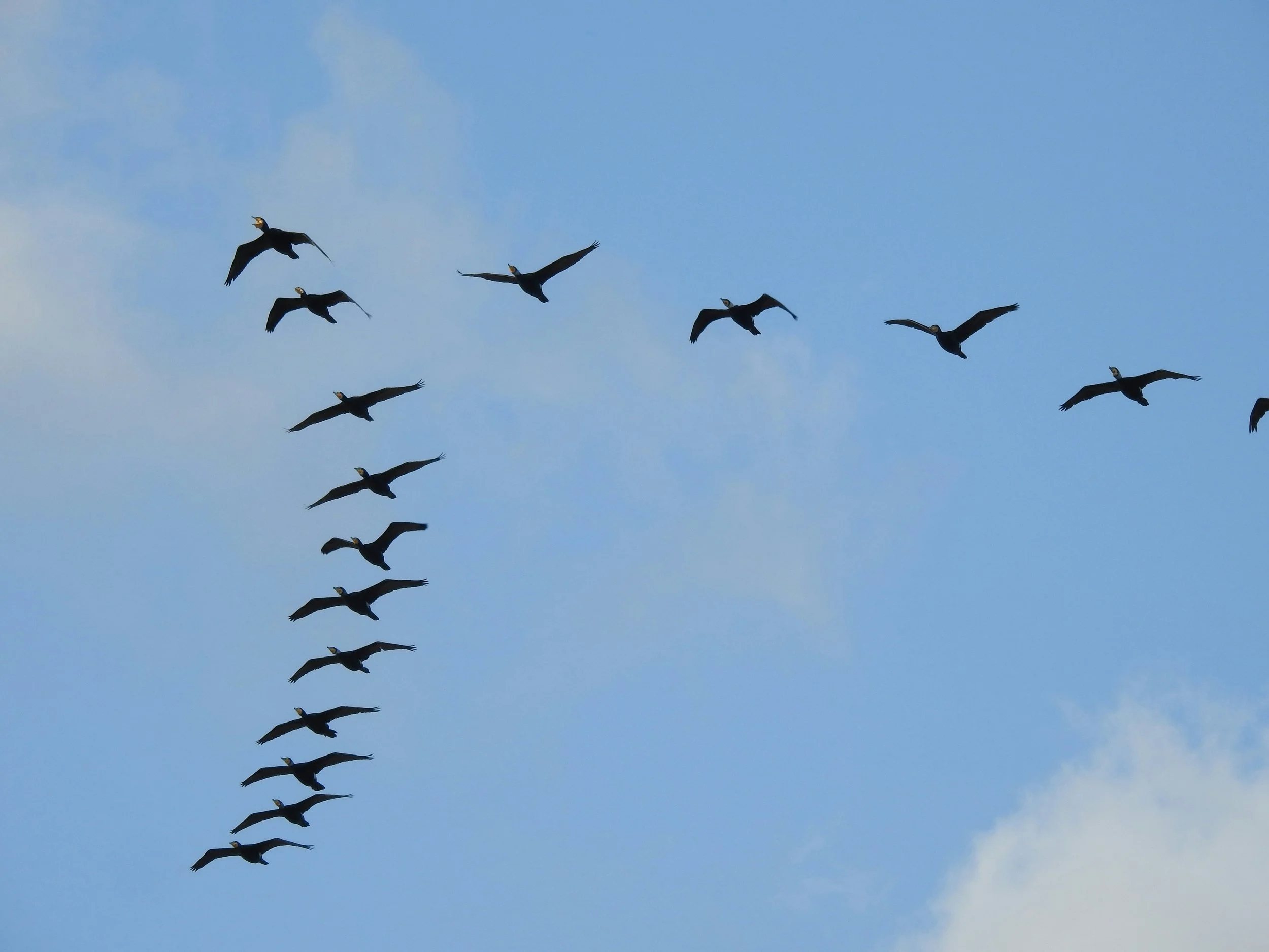 ¿Por qué las aves vuelan en formación en «V»? Un estudio muestra cómo ahorran energía al batir menos las alas