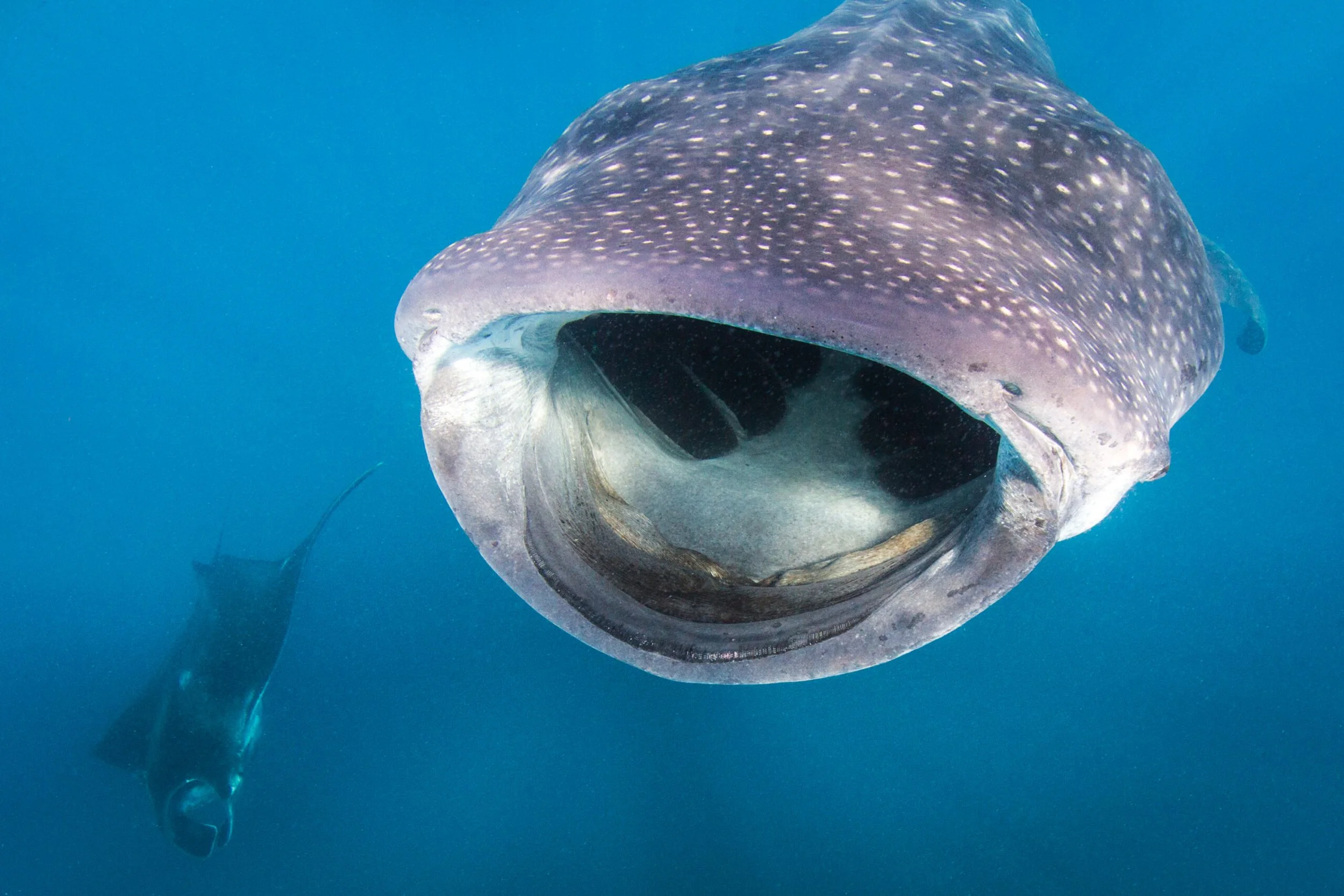 Así cazan los tiburones ballena el krill en las profundidades: unas cámaras captan un comportamiento nunca visto