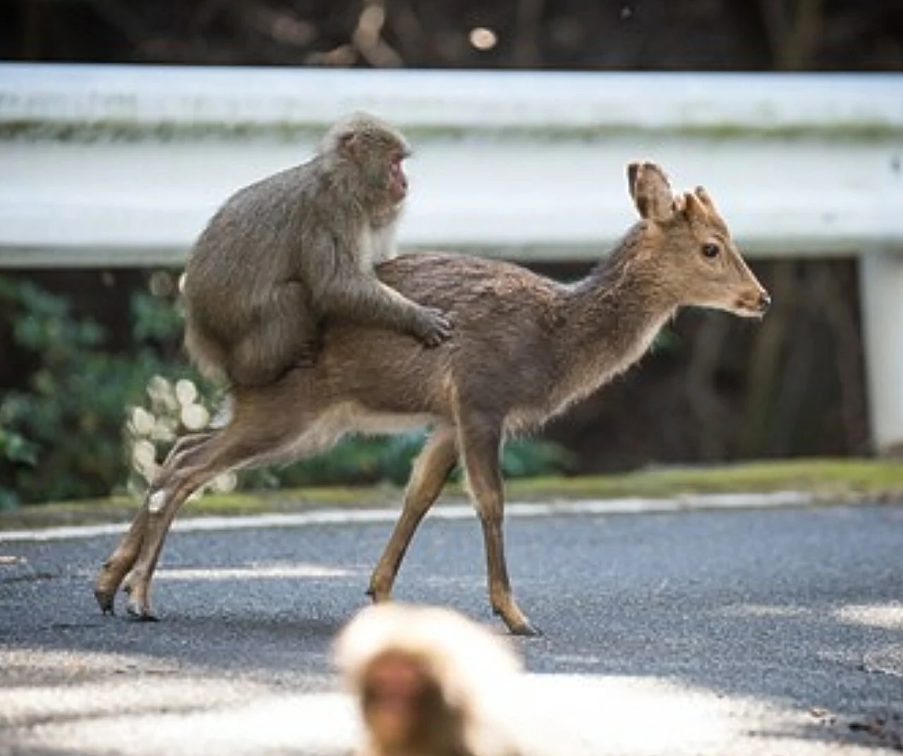 Los monos también tienen amigos de otras especies: la clave evolutiva que explica por qué tenemos mascotas