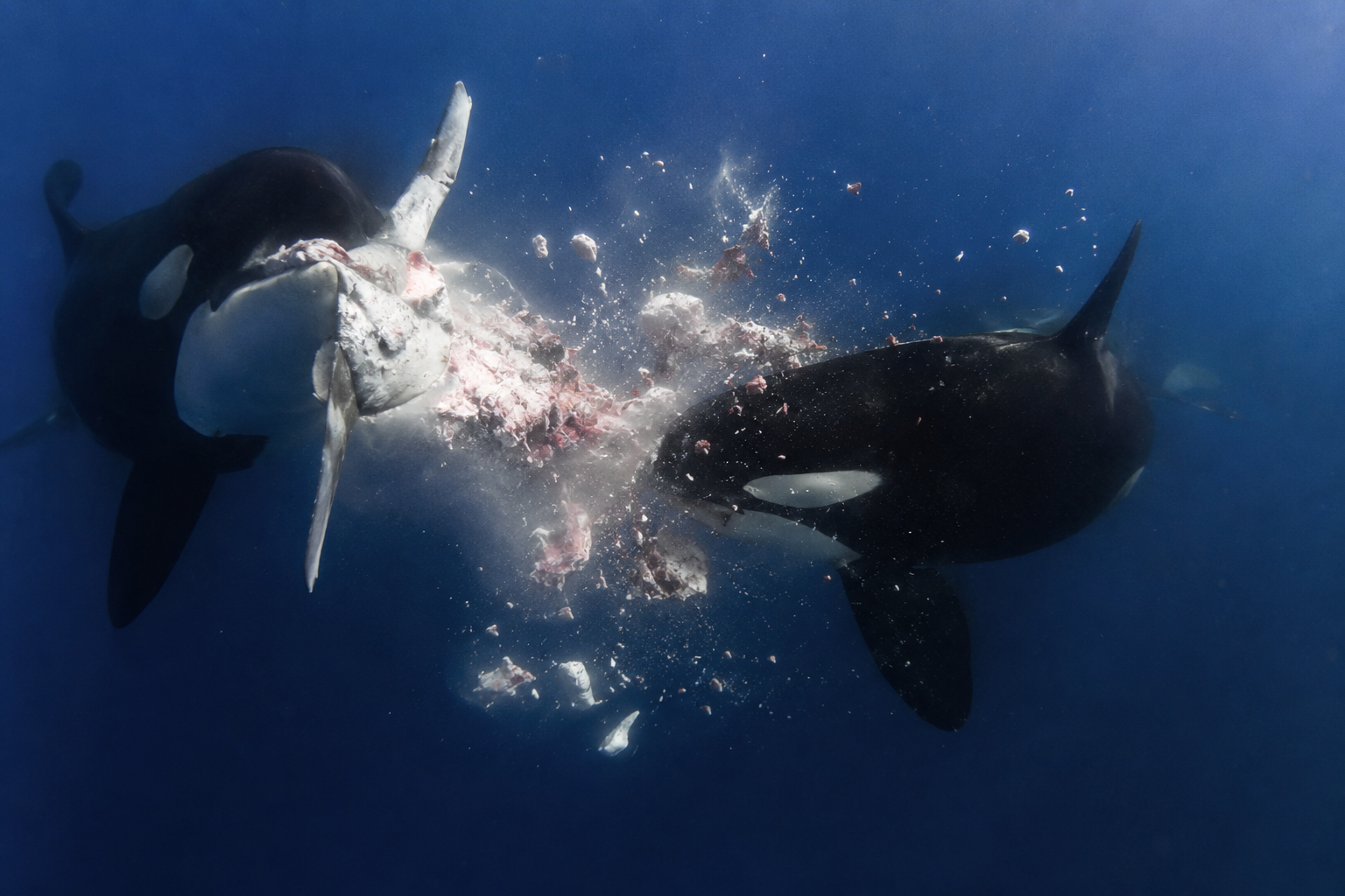 Descubren una nueva técnica de caza de las orcas: embisten a gran velocidad a los peces luna hasta hacerlos estallar