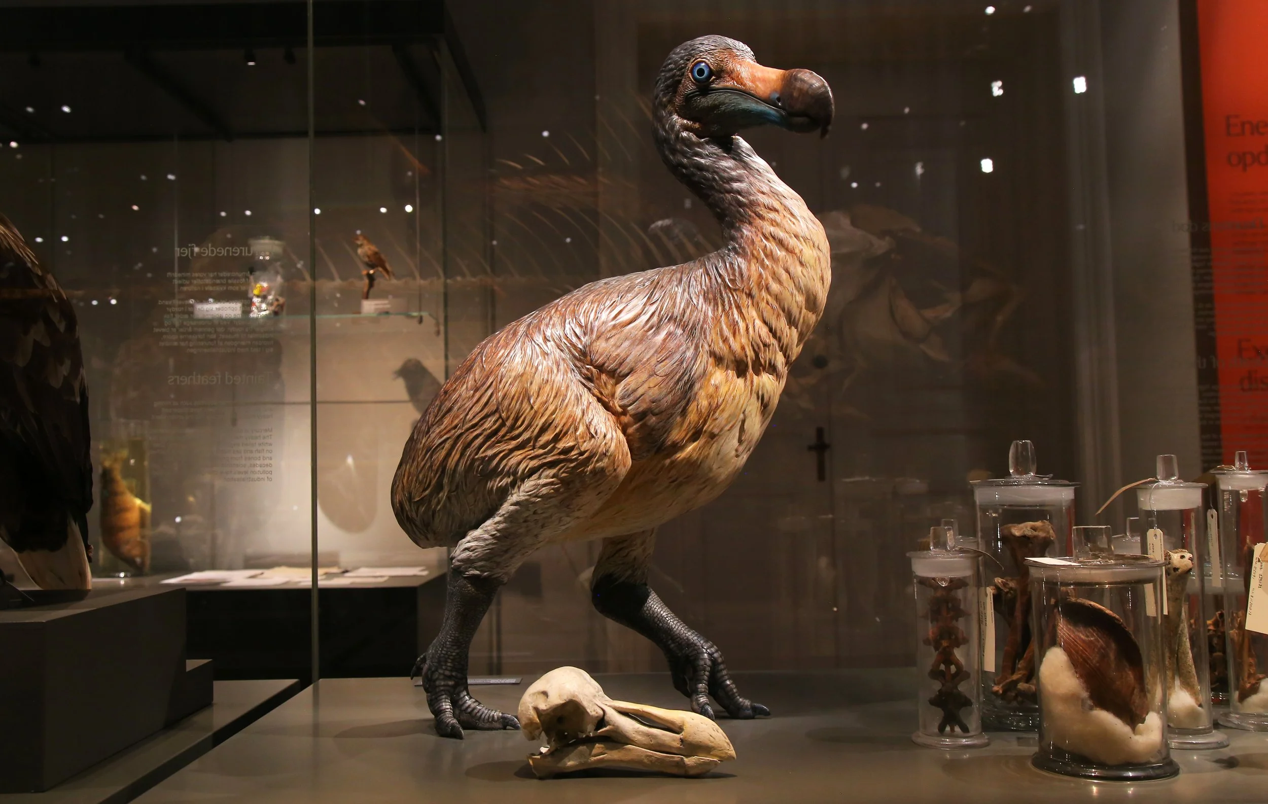 El dodo no era tan torpe como creíamos: uno de los dos únicos cráneos completos nos desvela cómo percibía el mundo
