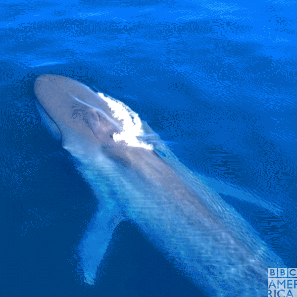 La ballena azul y el rorcual común regresan al Atlántico africano medio siglo después de la caza industrial