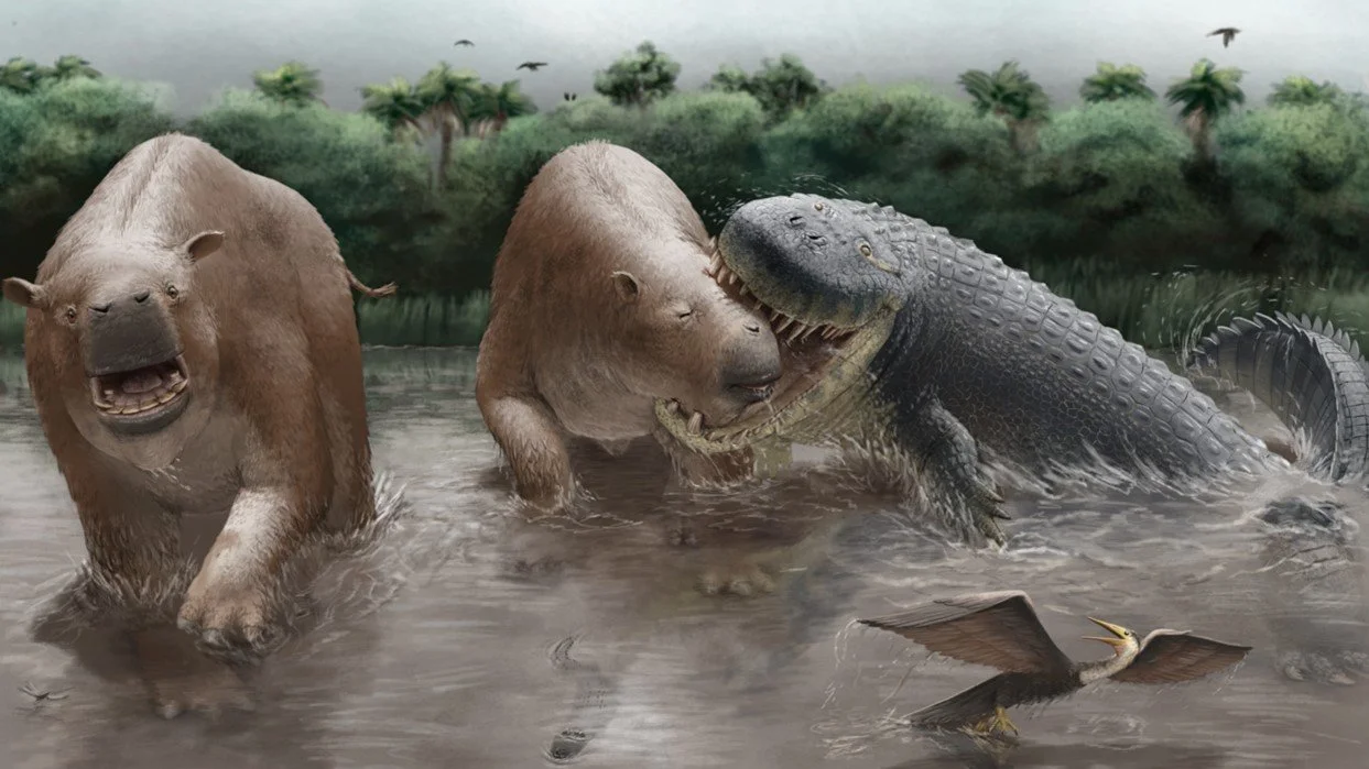 Los crocodilios gigantes dominaron la cadena alimentaria en la Sudamérica del Mioceno