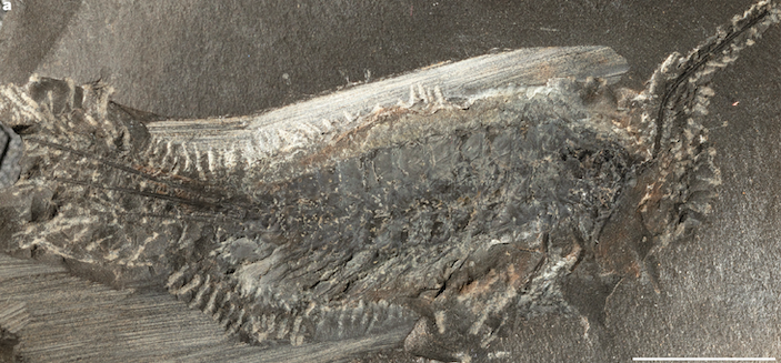 El fósil de un «bicho anfibio» de hace 324 millones de años muestra cómo los insectos conquistaron la Tierra